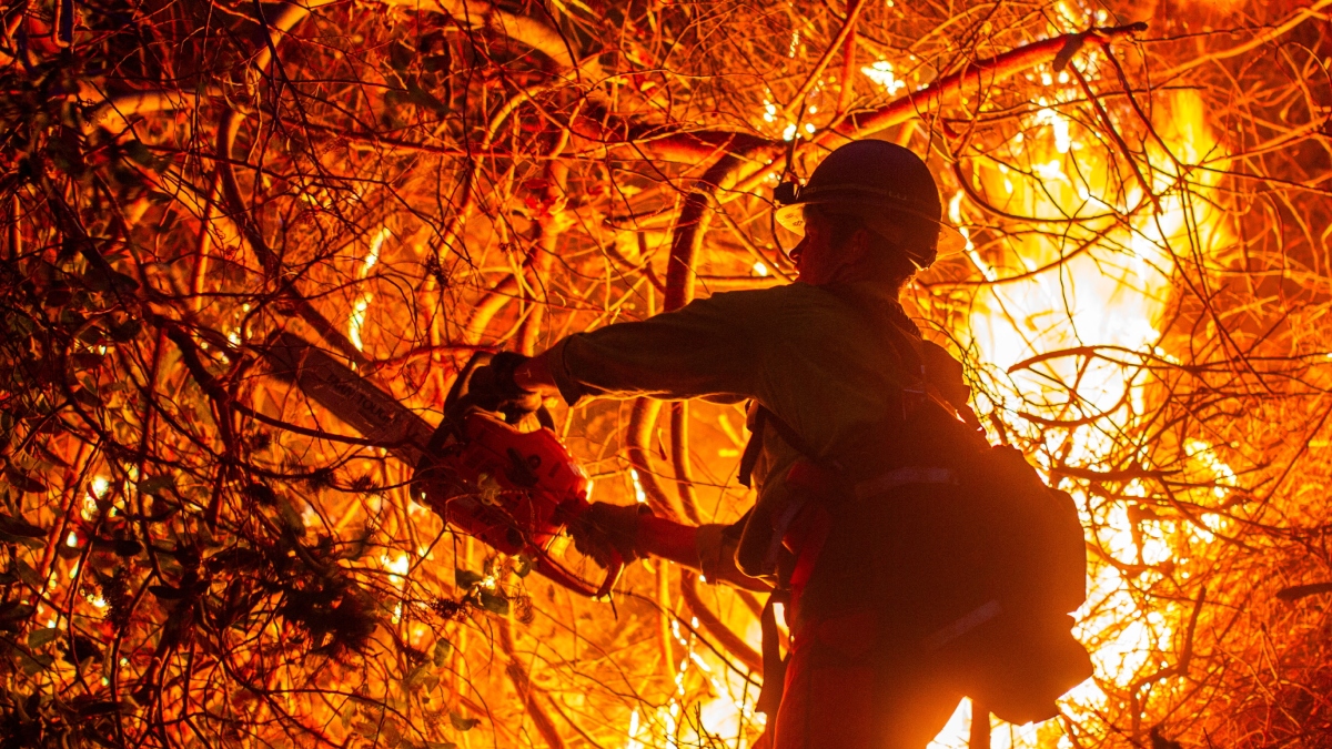 Forest fire
